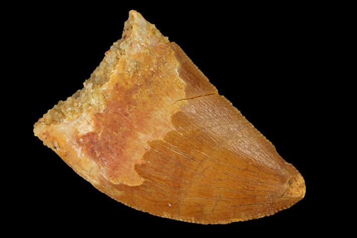 Serrated, Baby Carcharodontosaurus Tooth - Morocco #169677